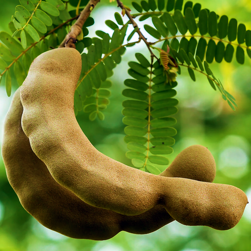Close-up of curved mature tamarind pods beneath green Tamarindus indica foliage