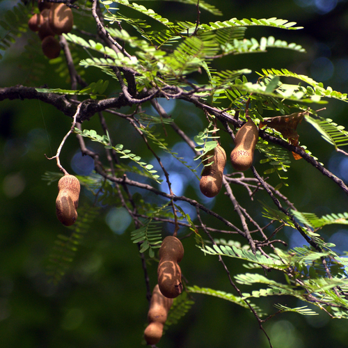 Mature tamarind pods hanging among pinnate green foliage on a Tamarindus indica tree