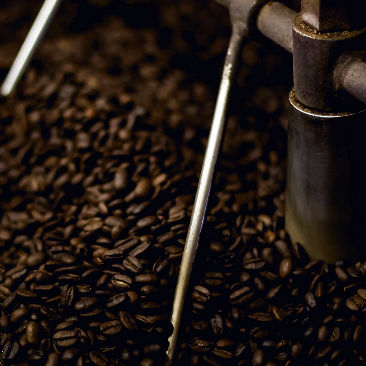 Roasted coffee beans surrounding industrial coffee roasting equipment