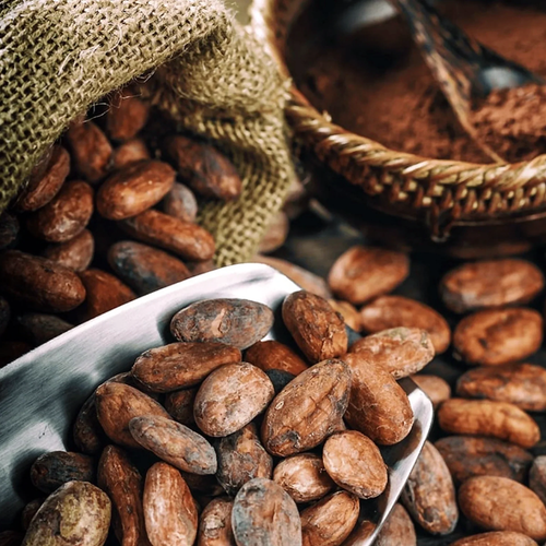 Whole dried cacao beans piled in a stainless steel scoop beside a burlap sack and woven basket