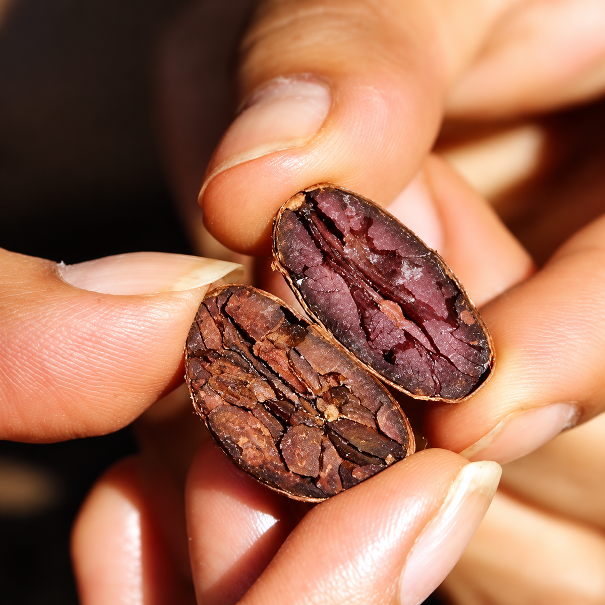 Sacred Plants Australia Cacao Extract, Theobroma cacao, extreme macro close-up of a cacao bean split into two halves and held between fingers showing its natural interior