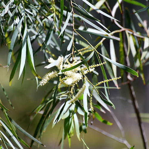 Three Brothers Wattle (Acacia courtii) pale flower spikes among narrow foliage.