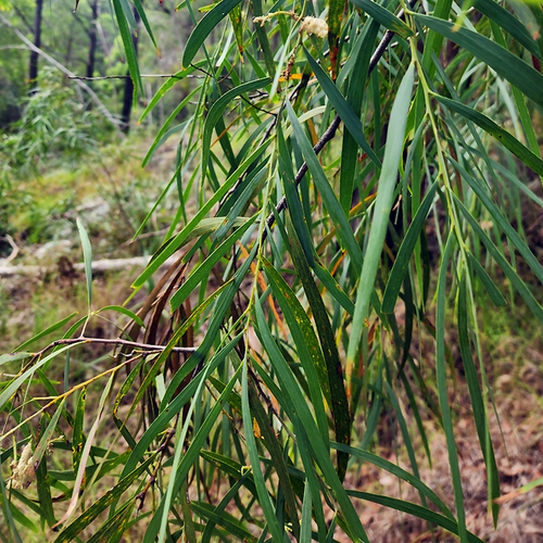 Three Brothers Wattle (Acacia courtii) foliage growing in natural bushland habitat.