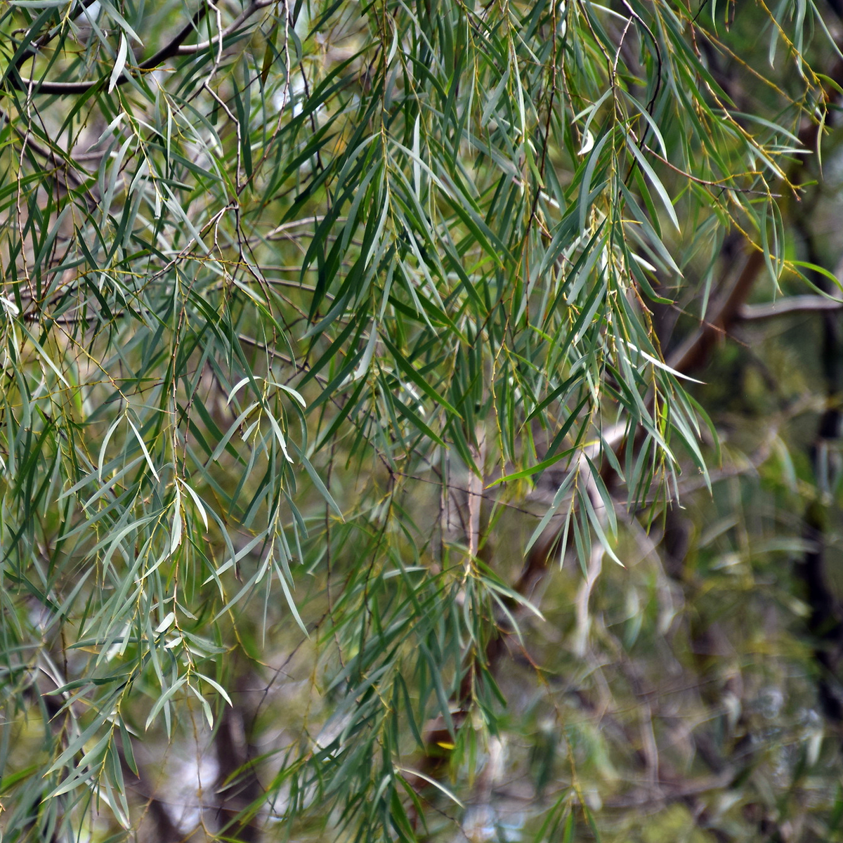 Three Brothers Wattle (Acacia courtii) showing its long pendulous foliage.