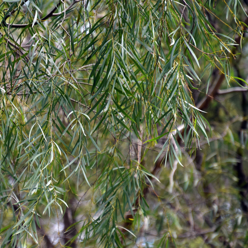 Three Brothers Wattle (Acacia courtii) showing its long pendulous foliage.