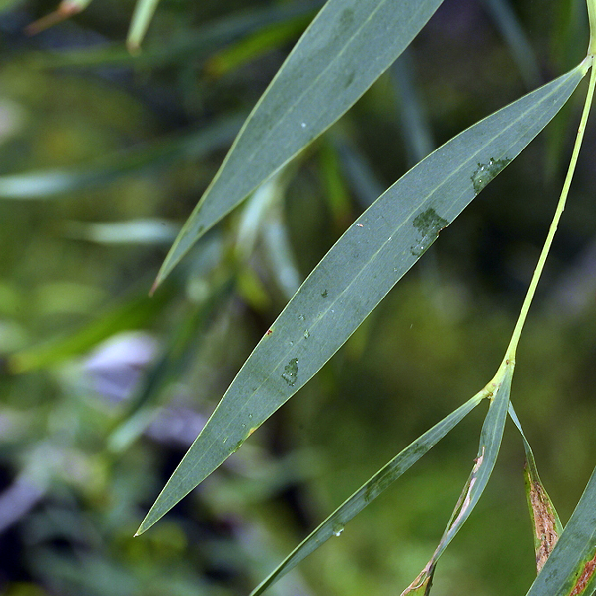 Three Brothers Wattle (Acacia courtii) phyllode close-up with water droplets.