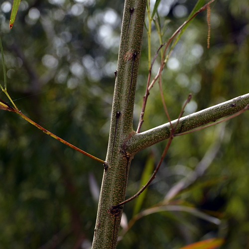 Three Brothers Wattle (Acacia courtii) trunk and bark close-up.