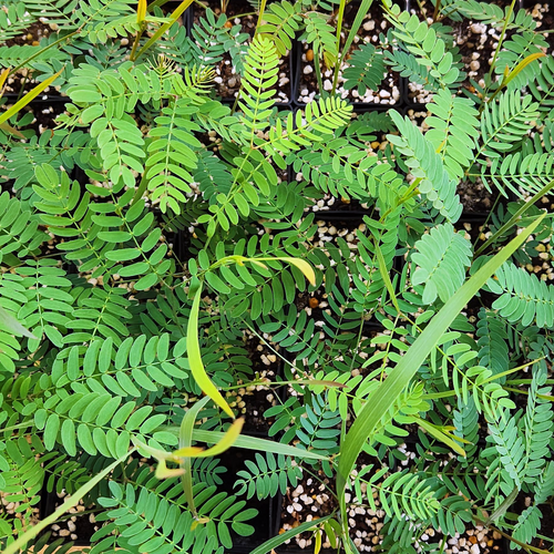 Three Brothers Wattle (Acacia courtii) seedlings with juvenile bipinnate foliage growing in propagation trays.