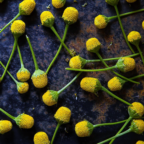 Harvested Toothache Plant Acmella oleracea yellow flower heads