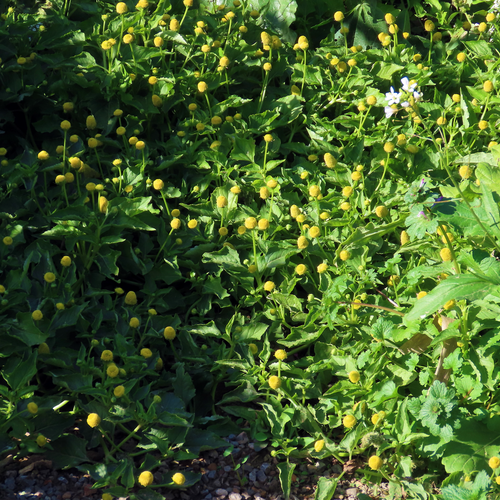 Mature Toothache Plant Acmella oleracea plants in flower