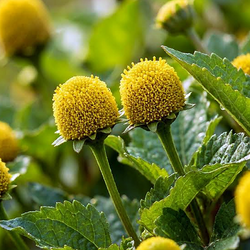 Toothache Plant Acmella oleracea paired yellow flower heads and foliage