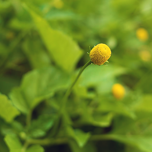 Toothache Plant Acmella oleracea single yellow flower head above foliage