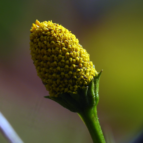 Toothache Plant Acmella oleracea yellow flower head close-up