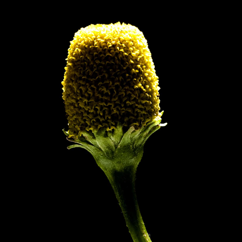 Toothache Plant Acmella oleracea yellow flower head macro