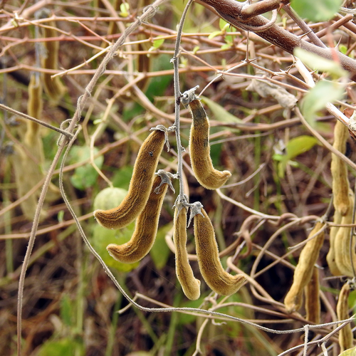 Velvet Bean Mucuna pruriens mature bristly seed pods on vine