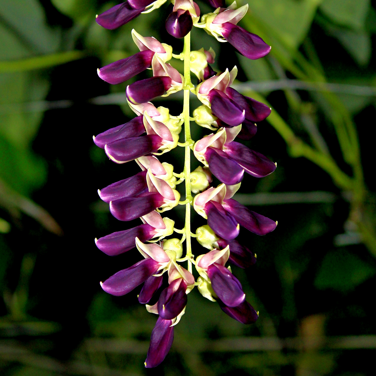 Velvet Bean Mucuna pruriens purple flowering raceme