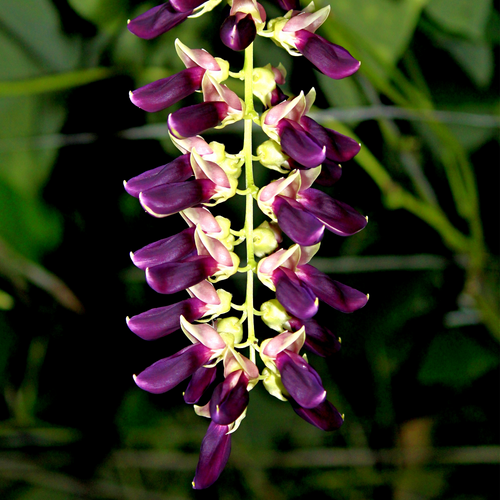 Velvet Bean Mucuna pruriens purple flowering raceme