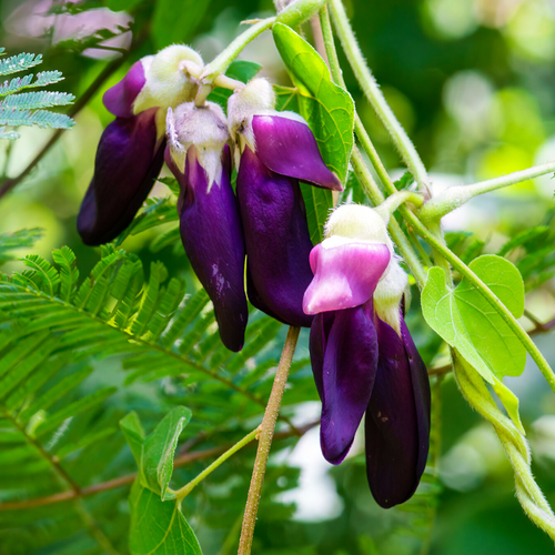 Velvet Bean Mucuna pruriens purple flowers hanging on vine