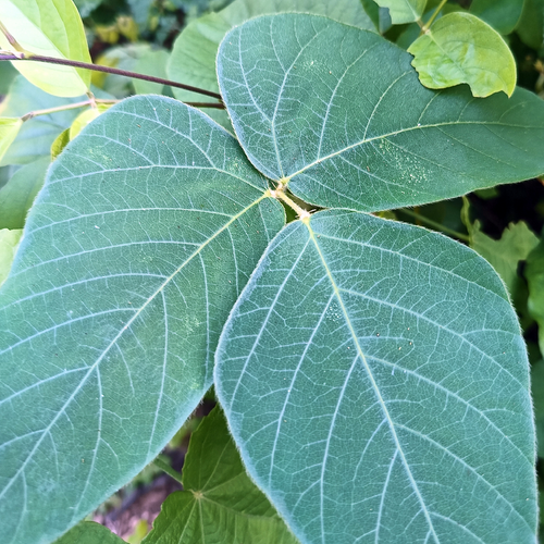 Velvet Bean Mucuna pruriens trifoliate leaf close-up