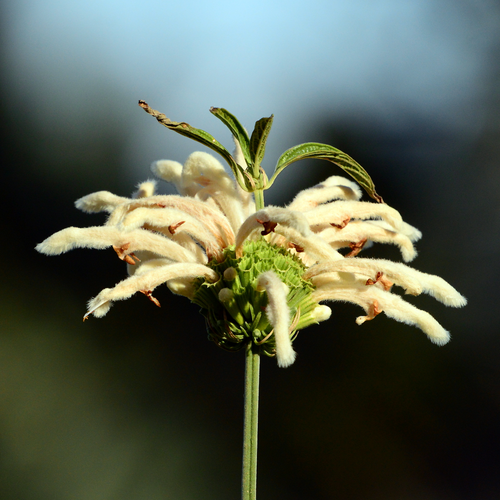 White Lion's Tail Leonotis leonurus 'Alba' cream-white flower whorl close-up
