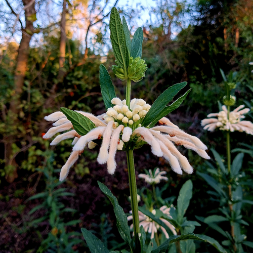 White Lion's Tail Leonotis leonurus 'Alba' flowering plant growing in a garden