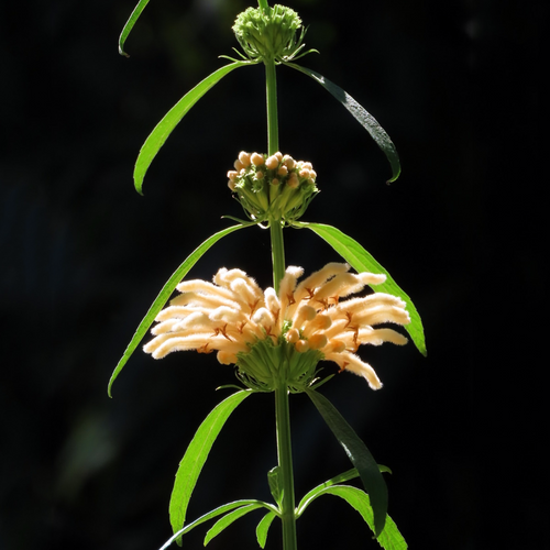 White Lion's Tail Leonotis leonurus 'Alba' flowering stem with cream-white flower whorls