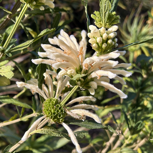 White Lion's Tail Leonotis leonurus 'Alba' multiple cream-white flower whorls