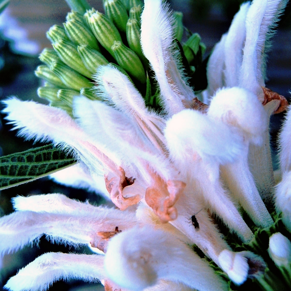 White Lion's Tail Leonotis leonurus 'Alba' white flowers macro close-up