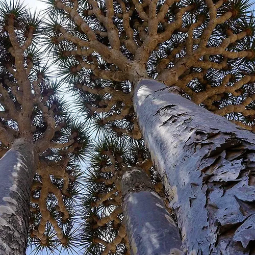 Upward view of the thick branching trunk and spiky canopy of a dragon’s blood tree.