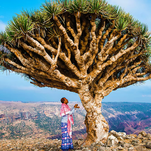 Large Dracaena cinnabari dragon’s blood tree in Socotra, with a person standing beneath its canopy.