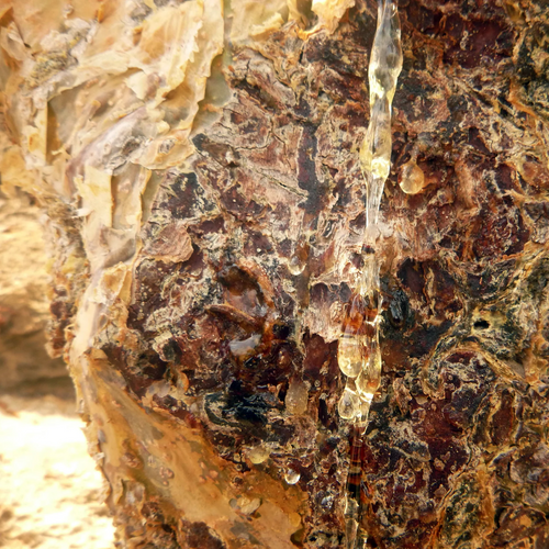 Clear frankincense resin droplets and streams forming naturally on Boswellia bark.