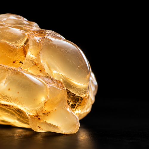 Golden translucent Somali olibanum resin tears photographed close up against a black background.