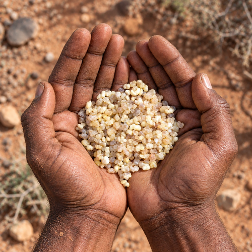 Pale Somali olibanum resin granules held in cupped hands outdoors.