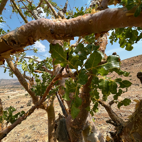 Boswellia frereana tree with green leaves and branching trunk in a rocky dry landscape.