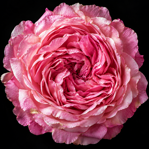 Top-down ultra-macro of a full pink Damask rose bloom showing layered petals against a plain black background