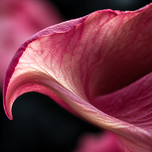 Ultra-macro view of a curled pink Damask rose petal showing fine translucent veins against a dark background