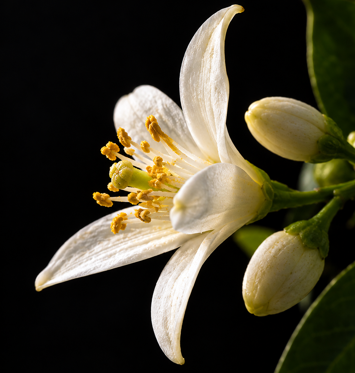 Macro photograph of white bitter orange blossom with yellow stamens and unopened flower buds on a black background