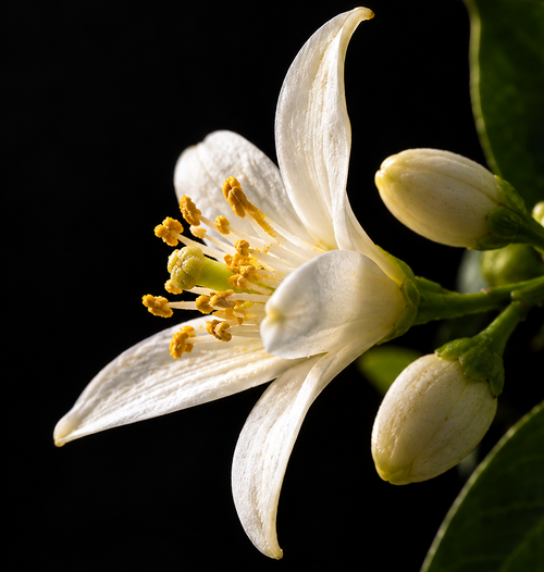 Macro photograph of white bitter orange blossom with yellow stamens and unopened flower buds on a black background
